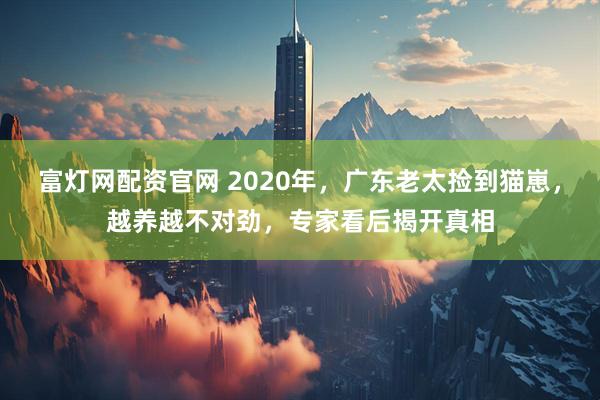 富灯网配资官网 2020年，广东老太捡到猫崽，越养越不对劲，专家看后揭开真相
